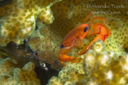 Crab and Shrimp join the house, La Paz Mexico by Alejandro Topete 